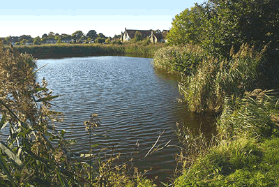 north ferriby reed pond